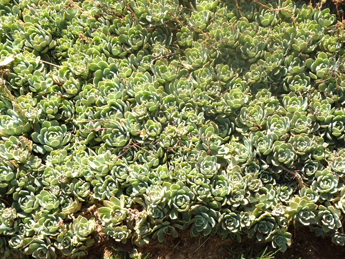A bed of rose looking succulents.